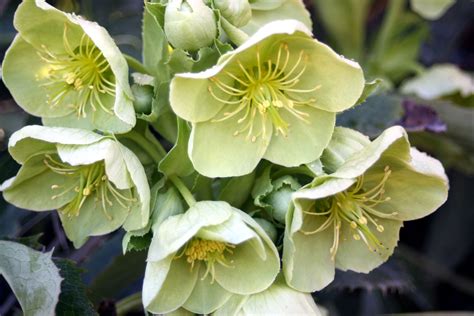 hazel hellebore